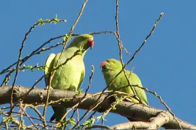 野生绿鹦鹉图片