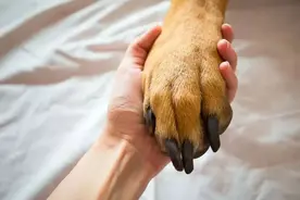 别再伤狗狗的心了，读懂这个行为，狗狗会爱上你！图片