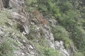 没有死，杭州第三只逃脱金钱豹还活着？村民：6月底看到下山喝水图片