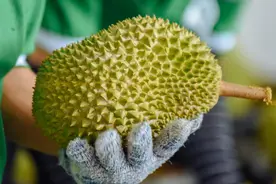 规模化试种、国产鲜果面市 “榴莲自由”还有多远？图片