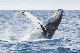 欧中助力联合国达成首个公海保护协议图片