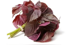 可药可食话紫苏图片