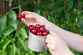 买樱桃，注意区分黑珍珠、黄水晶、美早、红灯口感差别大，别买错图片