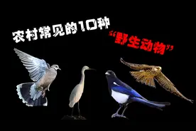 农村常见的10种野生动物，千万不能碰，抓一只就能让你牢底坐穿！图片