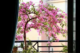 江苏一女子“北阳台”的三角梅“爆花”了，360度无死角，完美图片