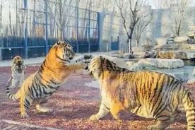 动物秀场+猛虎餐厅！京城新晋网红动物园，壬寅年第一个周末来看萌虎～图片