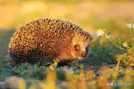 刺猬怎么养？刺猬适宜的生活环境是什么，养刺猬需要注意什么？图片