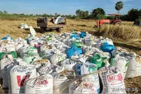 干稻谷1.29元一斤，湿稻子0.9元一斤，农户收割的稻谷怎么卖好？图片