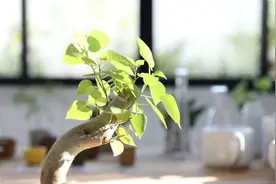 菩提树的寓意，养护有技巧，优点很多图片