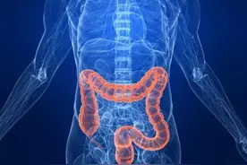 直肠和结肠分别位于人体的什么位置？图片