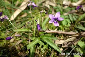 紫花地丁清热解毒、凉血消肿，对疔疮、丹毒等皮肤感染有良效图片