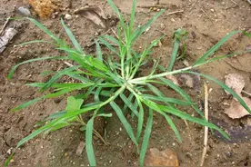 农村随处可见的牛筋草，被称为“解毒草”，煮水作用厉害了图片