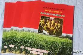 大姜暴涨的原因分析图片