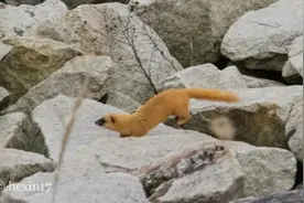 鼬鼬出没！别老叫我们黄鼠狼了图片