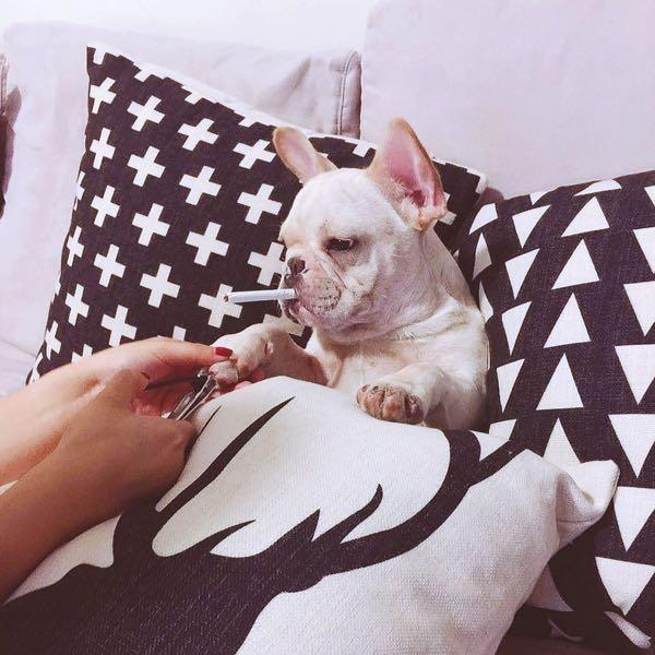 法斗犬的优缺点（富养界的天花板法斗犬）