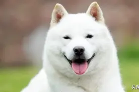 10种让狗子感到恐惧的行为，看看你家狗子有没有中招？图片