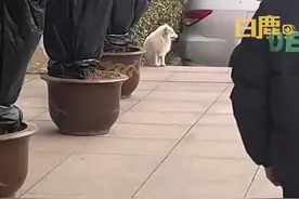 流浪小狐狸投奔看守所1年胖成球图片