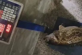 桂林钓鱼人钓到8斤鳜鱼，经过鉴别是斑鳜，据说价值几千？图片