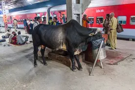 为何说印度的工业化实际上已经失败了？图片