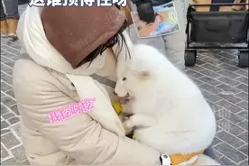 尔滨的白狐太会撒娇了，对游客亲亲、求抱抱，这谁顶的住呀图片