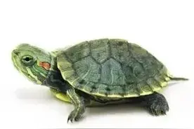 巴西龟饲养和注意方法图片