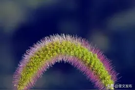 “狗尾巴草”是个宝，用它来煮水喝，或能帮助解决这4个问题图片