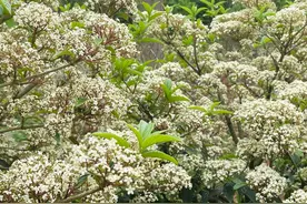 @成都市民：荚蒾花开，正是春游好时节图片