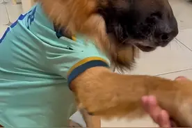 全网最火10只网红狗，获赞10几亿人见人爱，你知道第一名是谁吗？图片