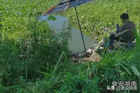 湖库水葫芦蔓延好钓鱼？看钓友开辟方洞口挥杆就等巨物来袭明白了图片
