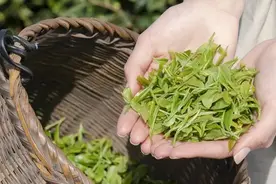 茶叶放得越久越好？过了保质期还能喝吗？图片