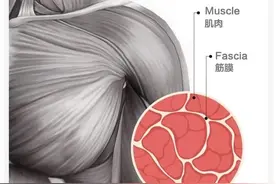 肌肉一按硬邦邦，小心它们粘在一起了！图片