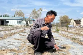 沙湾市开启“套种模式”赋能乡村振兴图片