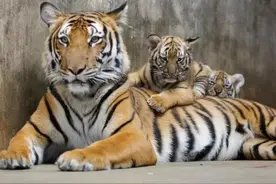 03年中国将5只老虎放到非洲草原，繁衍到15只，老虎却很难回国了图片