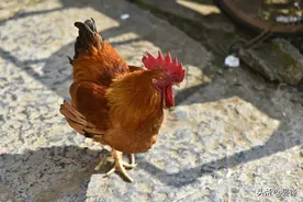 大公鸡啄人图片