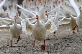 我国在西南边境训练“鹅军”，用来巡逻和守卫！比狗好用吗？图片