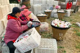 柑橘市场行情变化有啥规律？3个销售高峰期有点特别图片