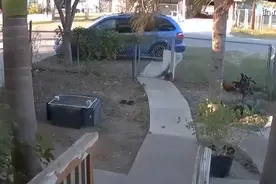 近0.5吨重流星砸向美国！鸟兽四散窗户乱晃，对美国来说是好事？图片