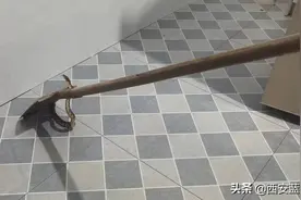 大蛇“从天而降”吓坏主妇，西安蓝田民警捉蛇图片