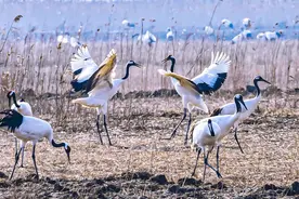 尹秋玲：大镇农民工忠兵的生活图片