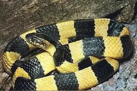 眼镜王蛇的孪生兄弟，“金环蛇”竟然被人拿来“泡酒”图片