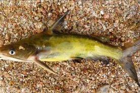 野钓新鱼种 极简新玩法 黄颡江团鲶鱼图片