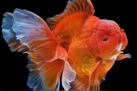 今年流行哪些观赏鱼？这七种观赏鱼，在鱼友中很受欢迎图片