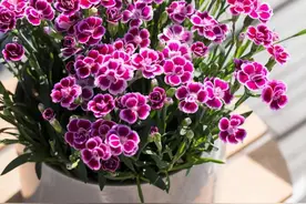 3种顽强的小花，小盆就能养，花朵小巧精致鲜艳，年年有花图片