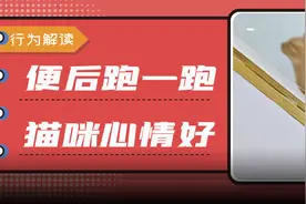 为什么猫咪拉完粑粑后，会满屋疯跑？图片
