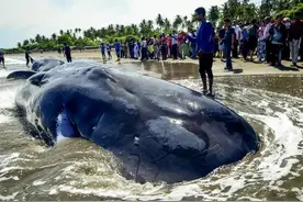 大连一鲸鱼搁浅，赶紧撤离！肚里有大量甲烷，一旦爆炸，足以致命图片