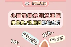 为什么幼猫更容易拉稀？7大情况分析与处理图片