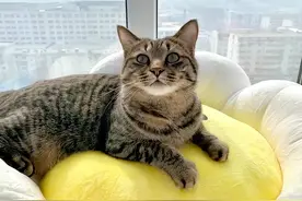 狸花猫有这8个行为，说明它已经“认主”，别不清楚图片