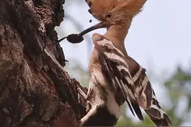 外科丹方选赏（七三）银屑病经验方：复方虎杖膏图片