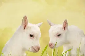 奶山羊为什么必须产冬羔？图片