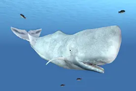 9个海洋生物冷知识，鲨鱼竟然不吃人，各位速来围观图片